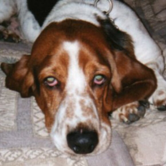 Meet your Posher, Carrie - Picture 12 of 13